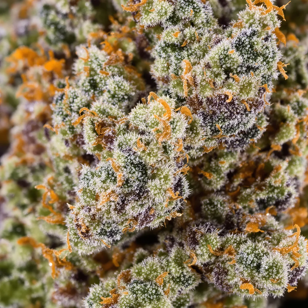 Gros plan de fleur de cannabis Tutti Frutti montrant structure équilibrée avec trichomes givrés