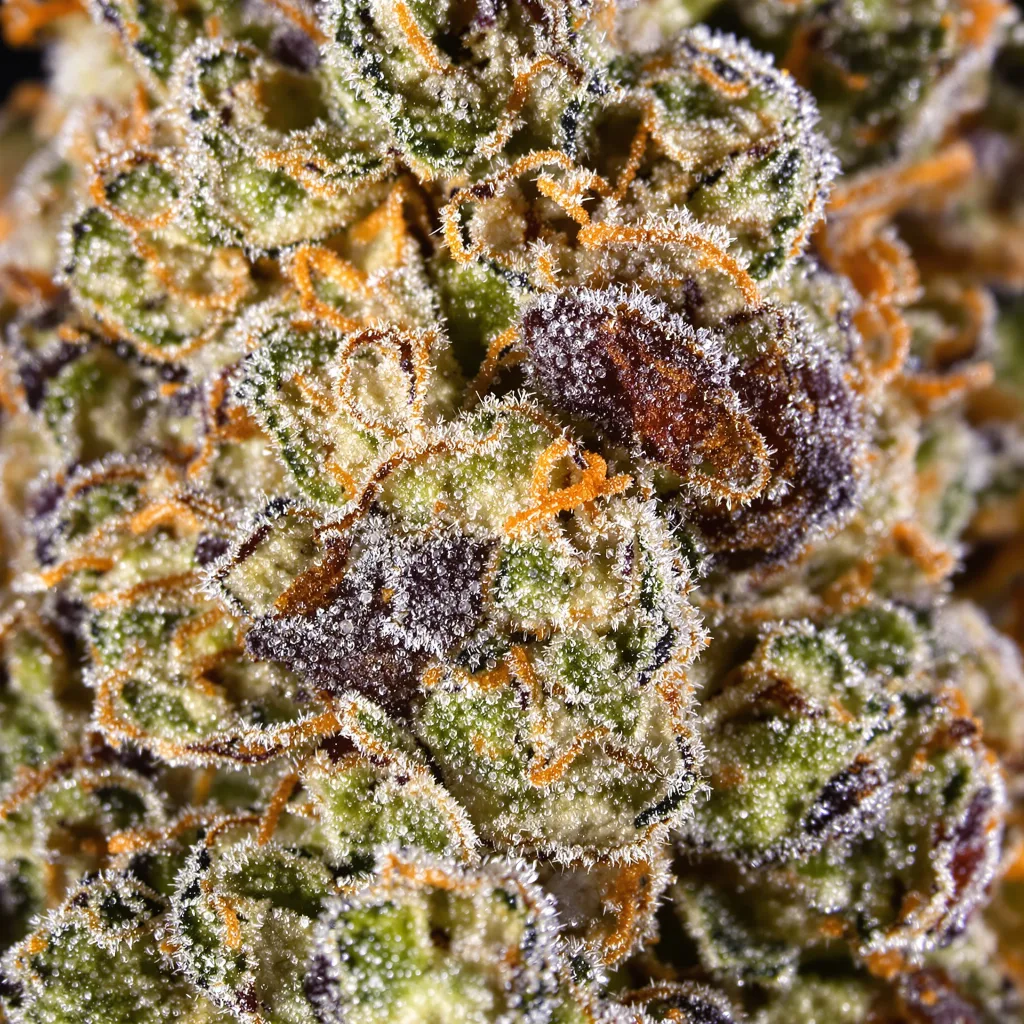 Gros plan de fleur de cannabis UK Cheese montrant structure équilibrée avec trichomes givrés