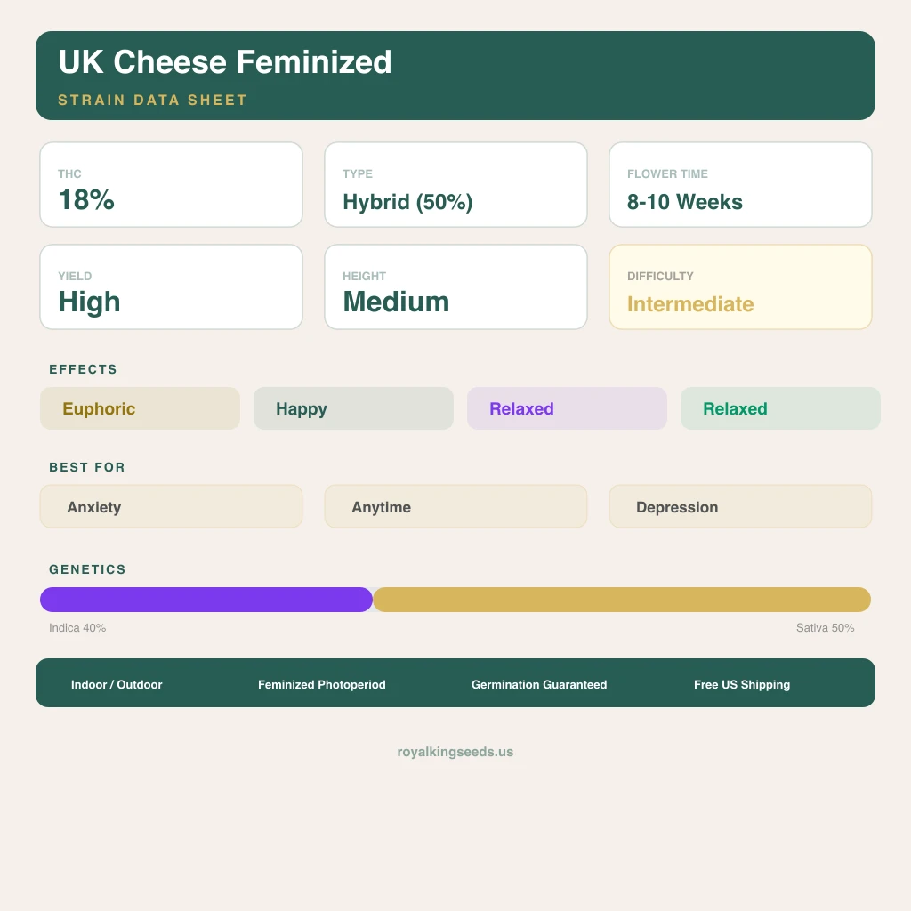 UK Cheese 40% indica / 50% sativa — fleur avec trichomes visibles
