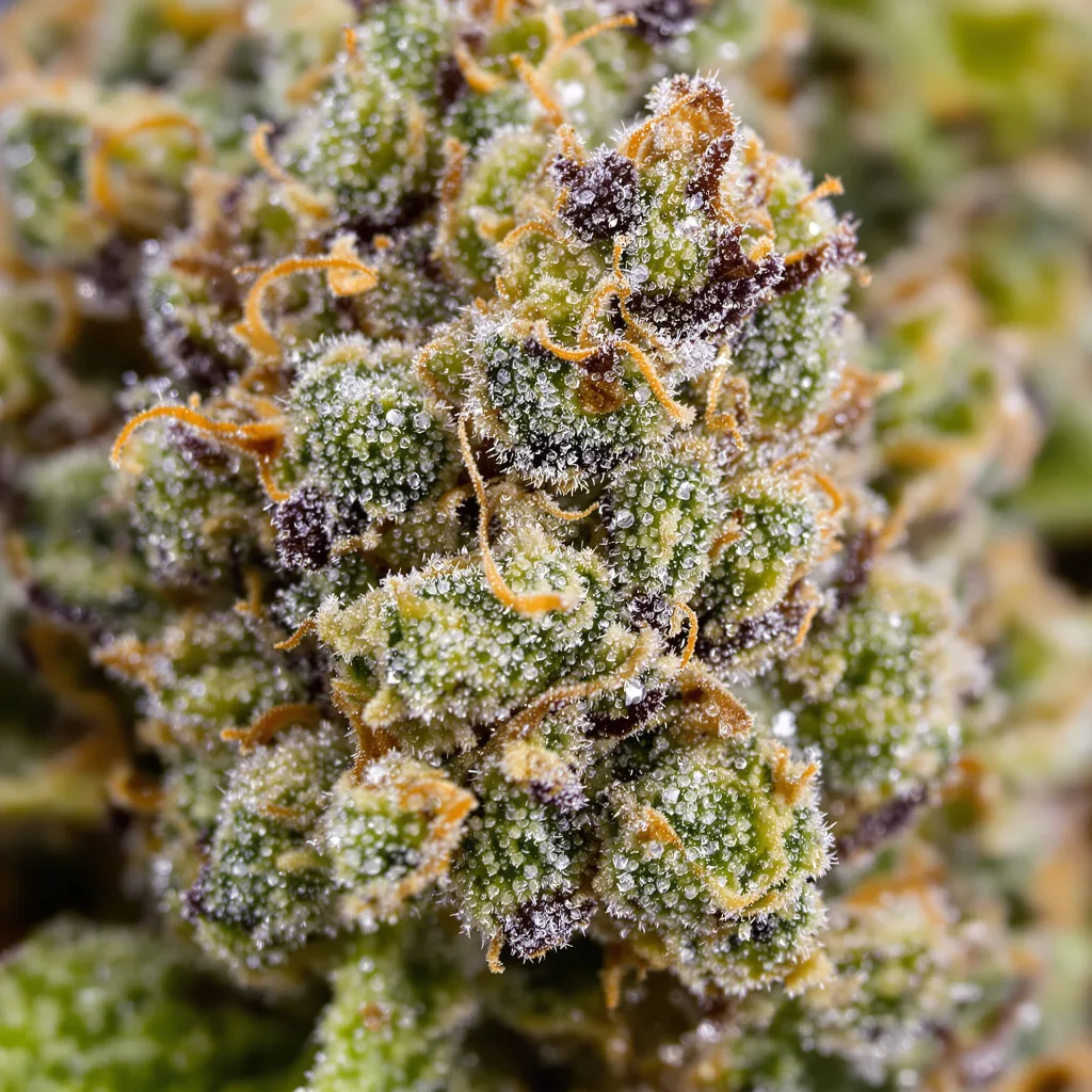 Gros plan de fleur de cannabis UK Cheese montrant structure équilibrée avec trichomes givrés