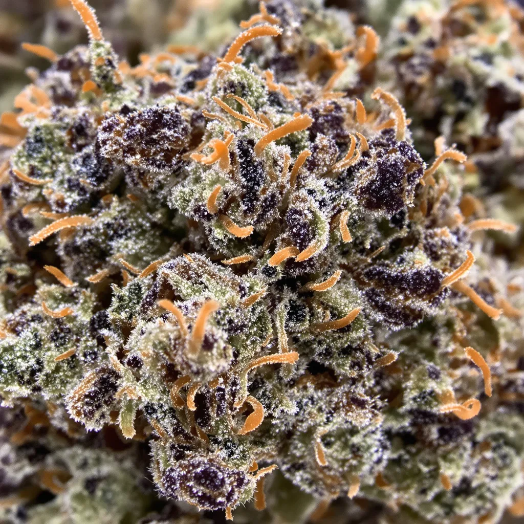 Gros plan de fleur de cannabis Vader OG montrant calices denses aux reflets violets