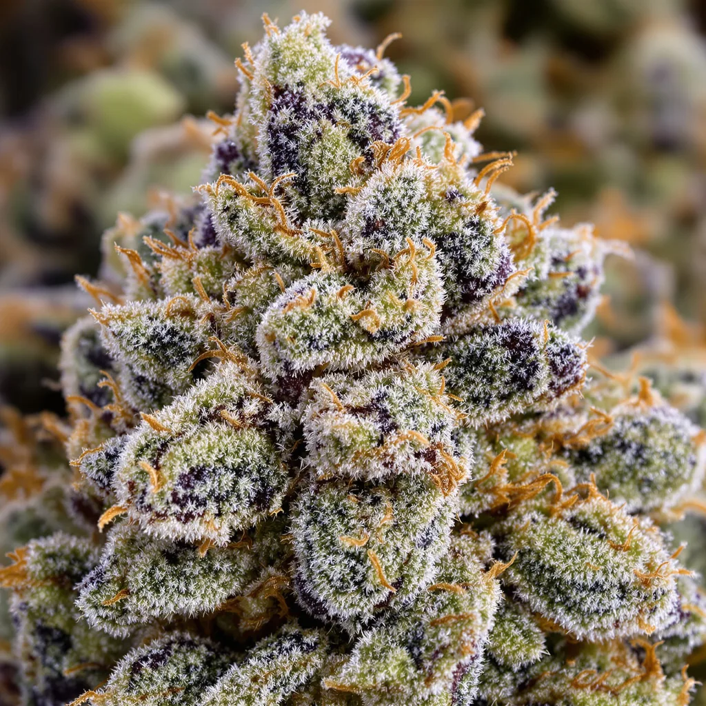Gros plan de fleur de cannabis Venom OG montrant structure équilibrée avec trichomes givrés