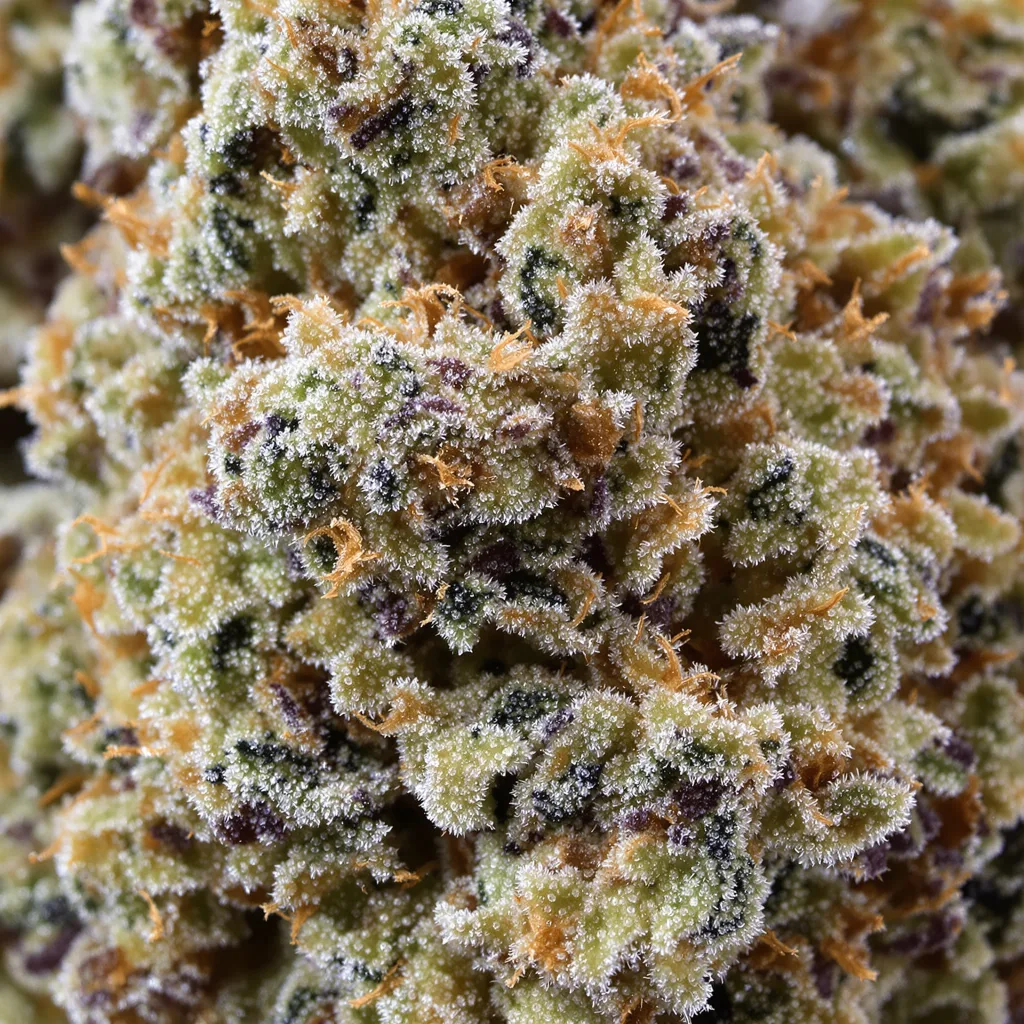 Gros plan de fleur de cannabis Venus OG montrant structure équilibrée avec trichomes givrés