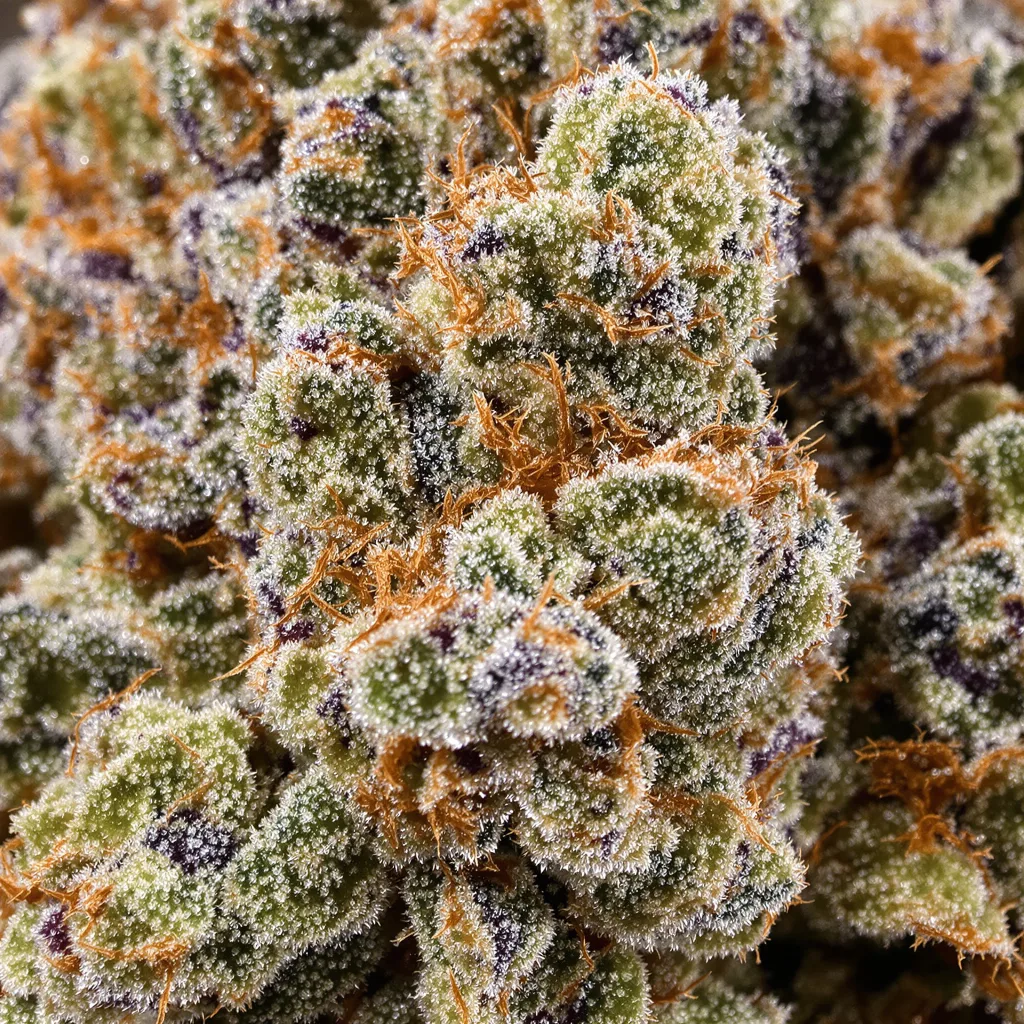 Gros plan de fleur de cannabis Venus OG montrant structure équilibrée avec trichomes givrés