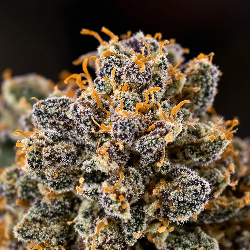 Gros plan de fleur de cannabis Violator Kush montrant calices denses aux reflets violets
