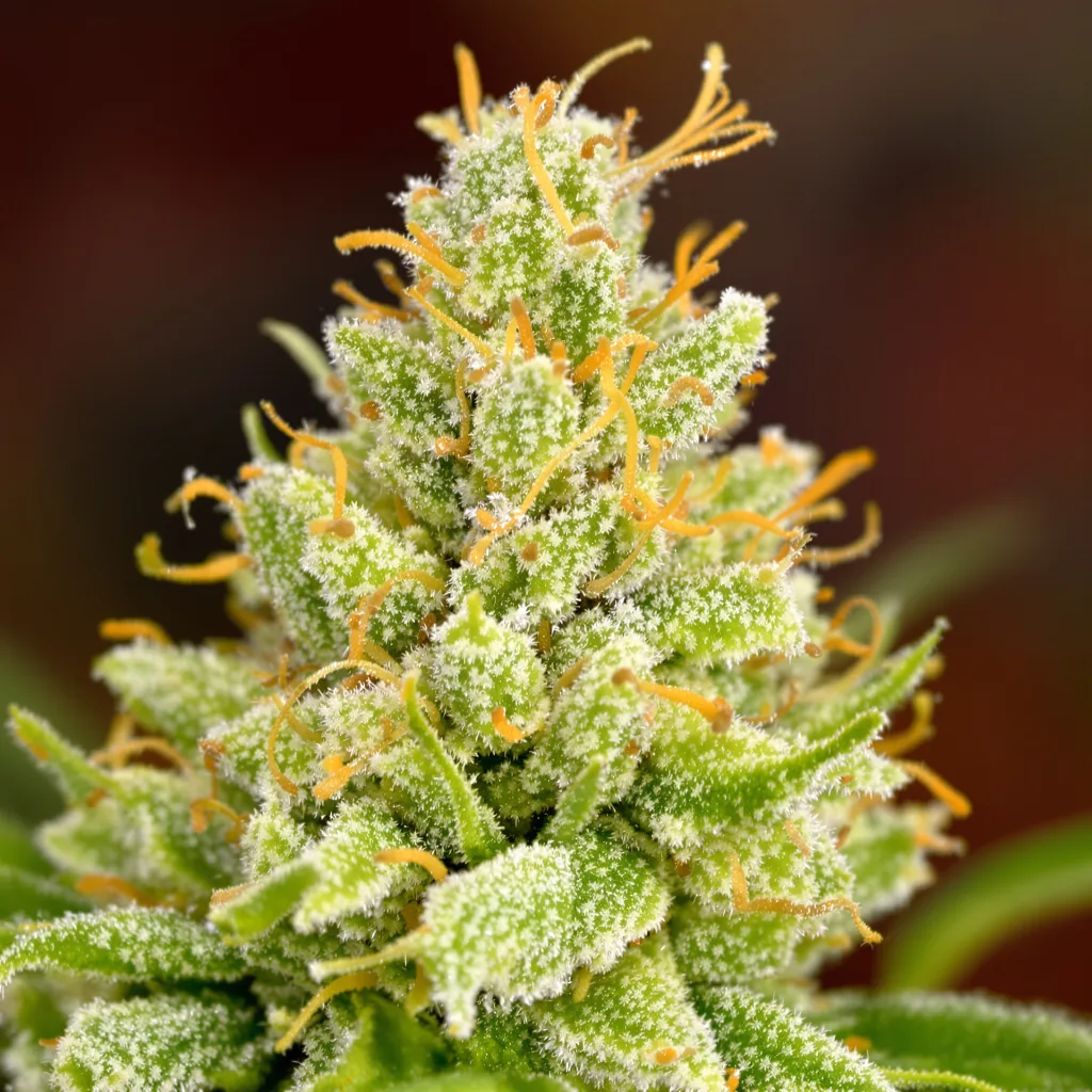 Gros plan de fleur de cannabis Vortex montrant structure aérée vert lime