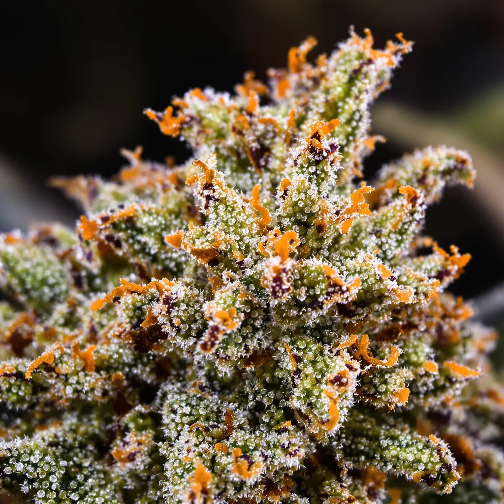 Gros plan de fleur de cannabis Wedding Cake montrant nugs denses vert forêt