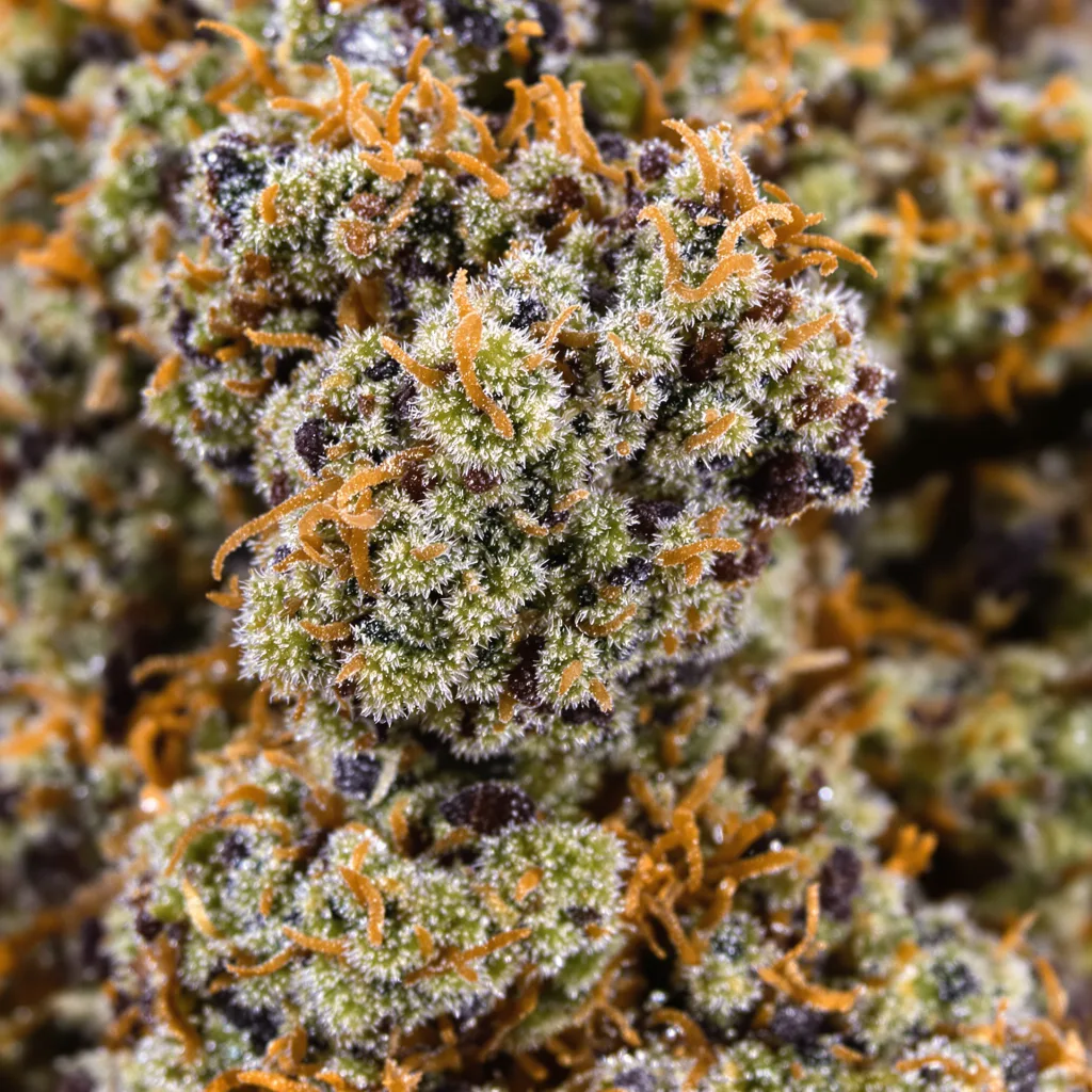 Gros plan de fleur de cannabis West OG montrant calices denses aux reflets violets