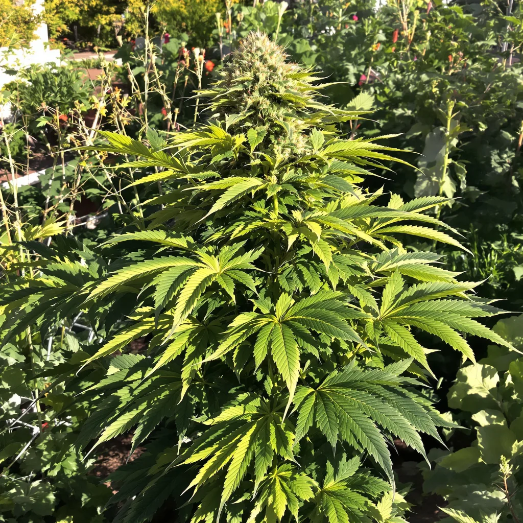 West OG 83% indica / 17% sativa — fleur avec trichomes visibles