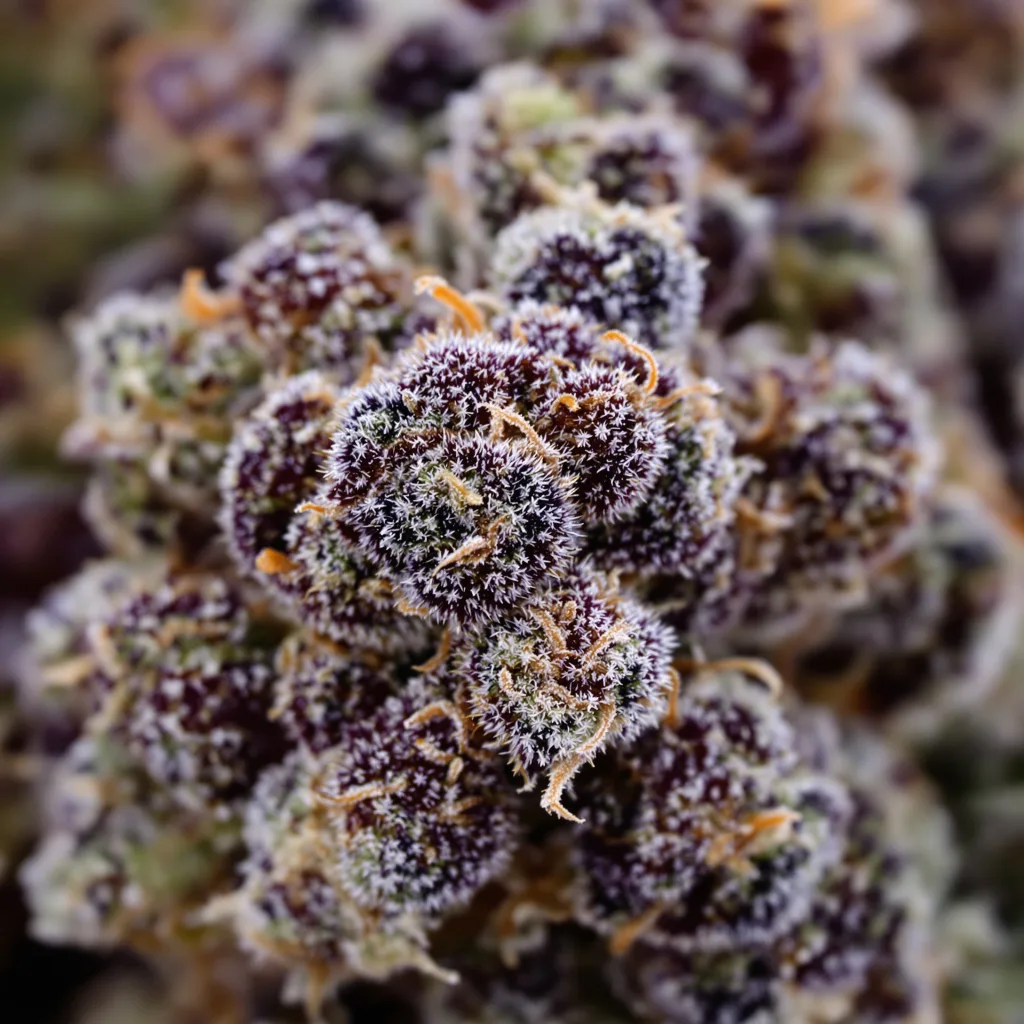 Gros plan de fleur de cannabis White Empress montrant calices denses aux reflets violets