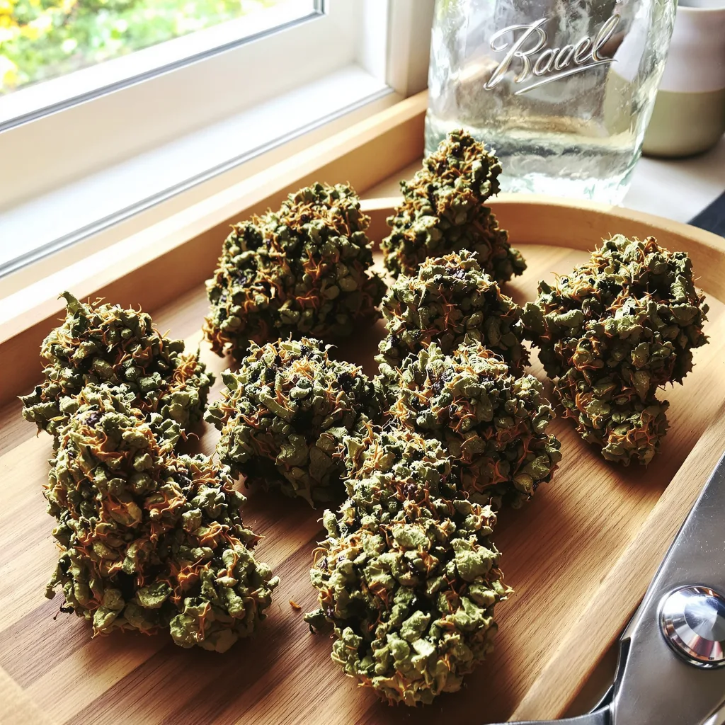White Fire 43 77% indica / 23% sativa — fleur avec trichomes visibles