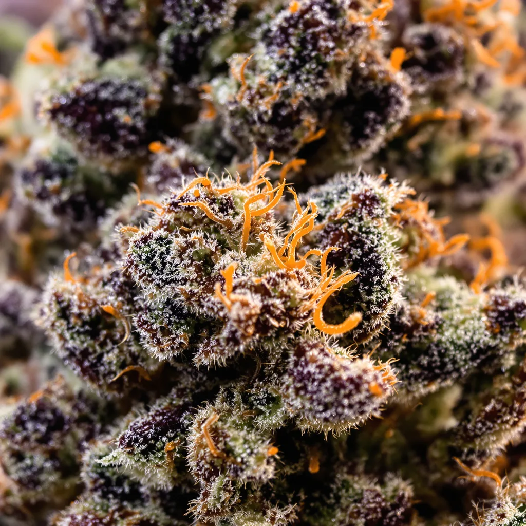Gros plan de fleur de cannabis White Fire 43 montrant calices denses aux reflets violets