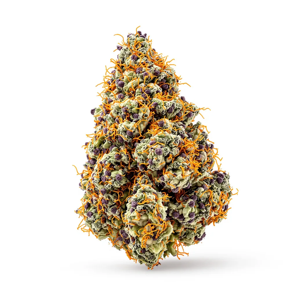 White Fire 43 77% indica / 23% sativa — fleur avec trichomes visibles