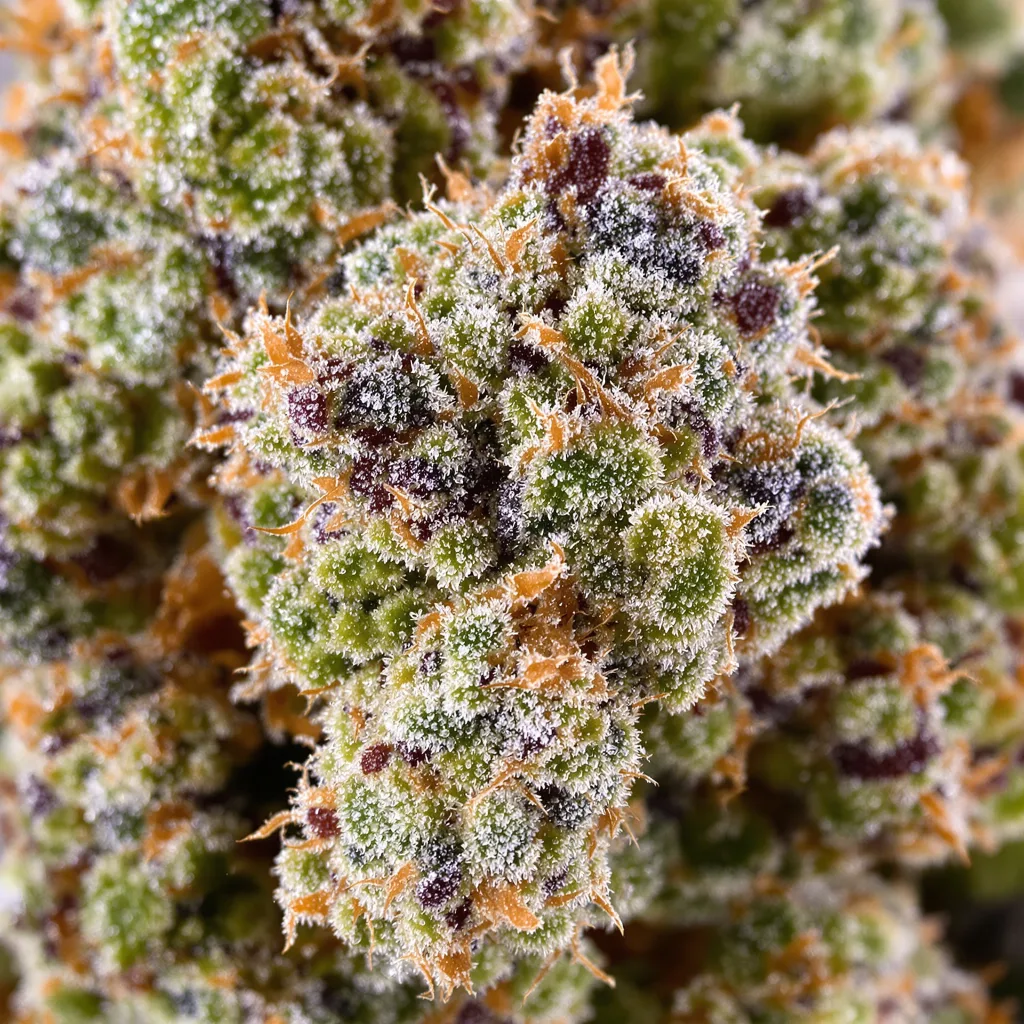 Gros plan de fleur de cannabis White Fire Alien OG montrant nugs denses vert forêt