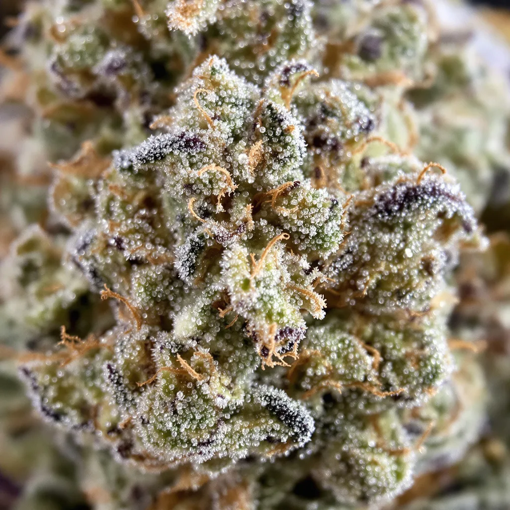 Gros plan de fleur de cannabis White Fire OG montrant nugs denses vert forêt