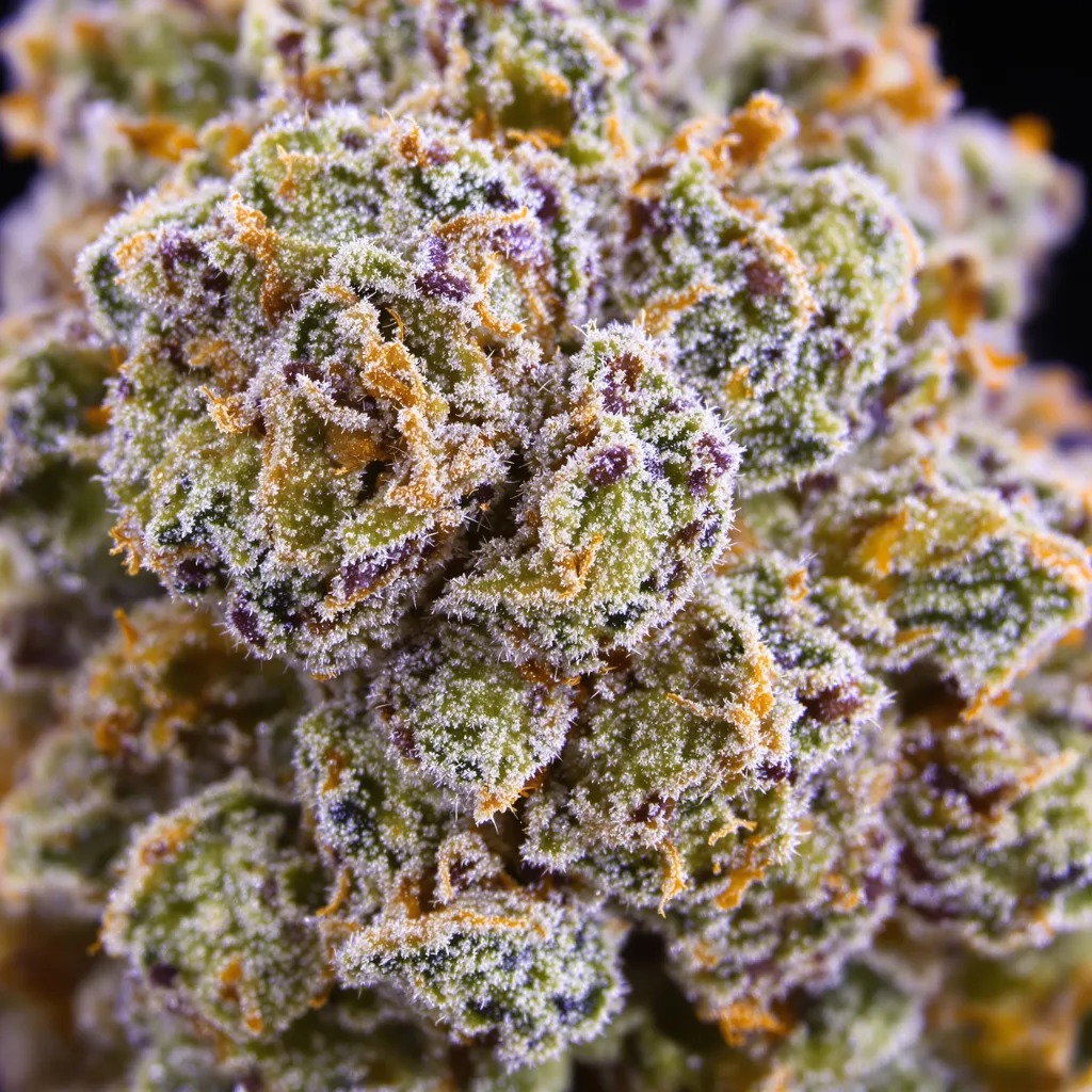 Gros plan de fleur de cannabis White Fire OG montrant nugs denses vert forêt