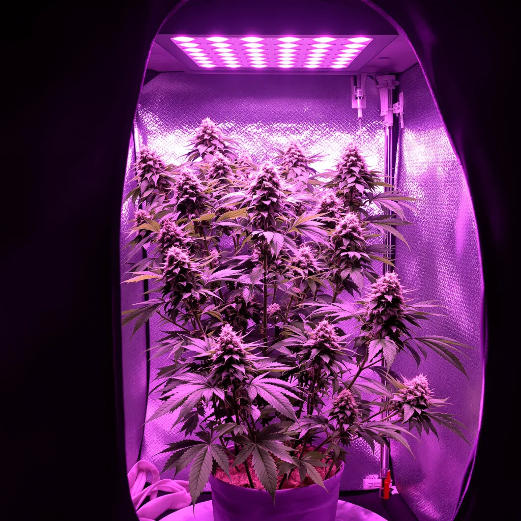 Plante de cannabis White Gold en floraison — 120-180 cm féminisée