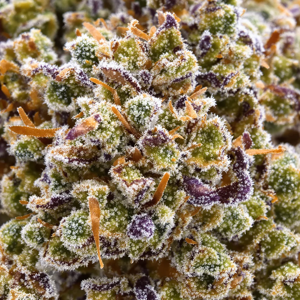 Gros plan de fleur de cannabis White Gold montrant nugs denses vert forêt