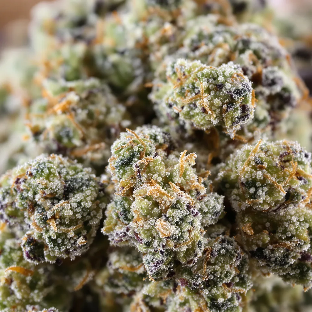 Gros plan de fleur de cannabis White Kush montrant nugs denses vert forêt
