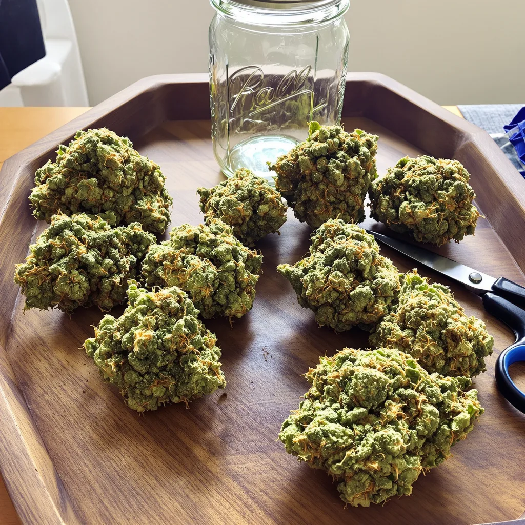 White Nightmare 20% indica / 70% sativa — fleur avec trichomes visibles