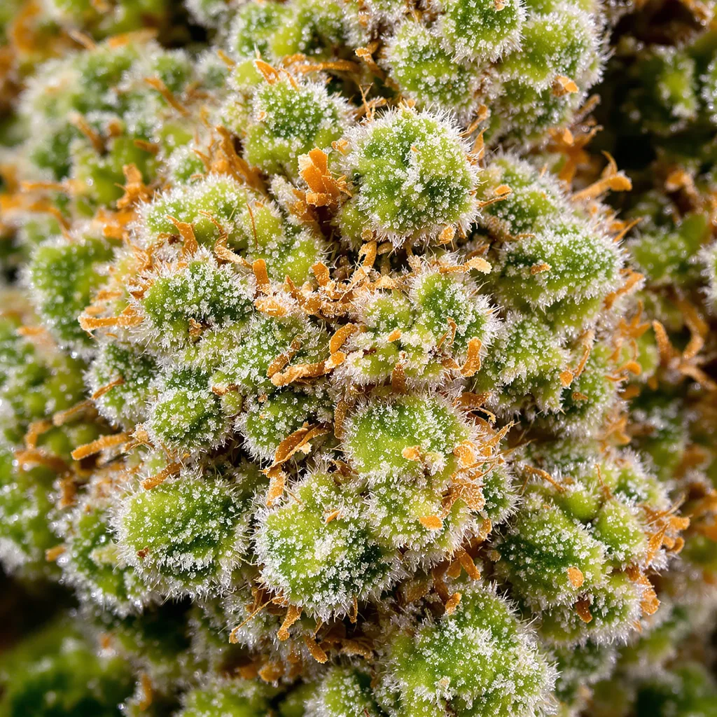 Gros plan de fleur de cannabis White Nightmare montrant structure aérée vert lime