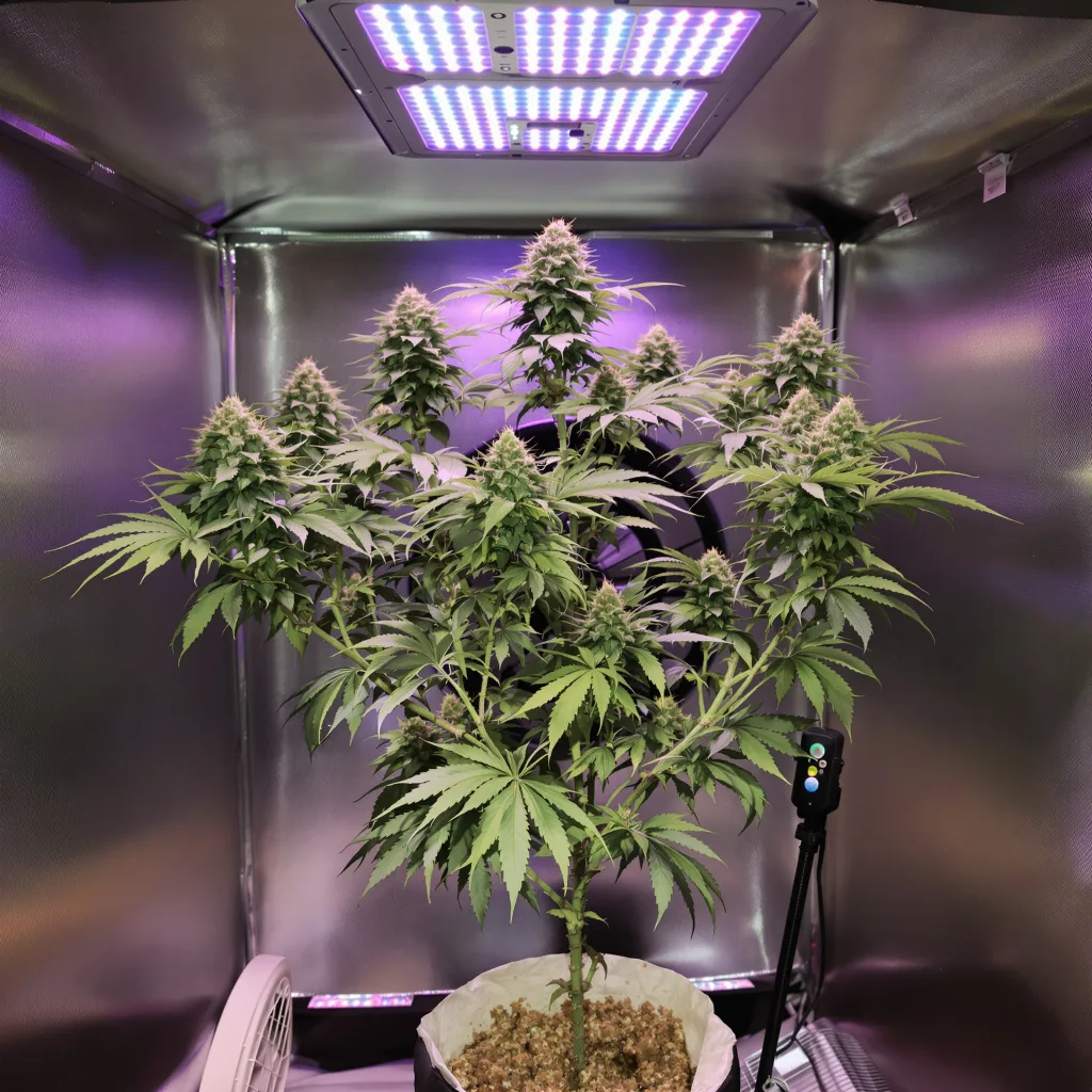 Plante de cannabis White OG en floraison — 120-180 cm féminisée