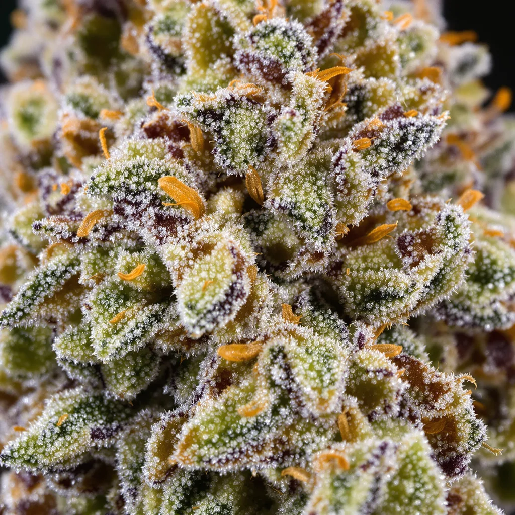 Gros plan de fleur de cannabis White OG montrant structure équilibrée avec trichomes givrés
