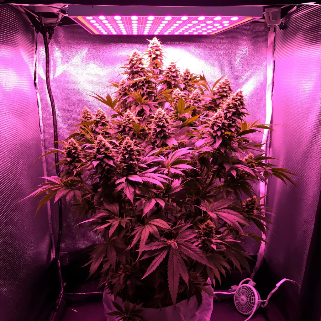 Plante de cannabis White Rhino en floraison — 90-130 cm féminisée