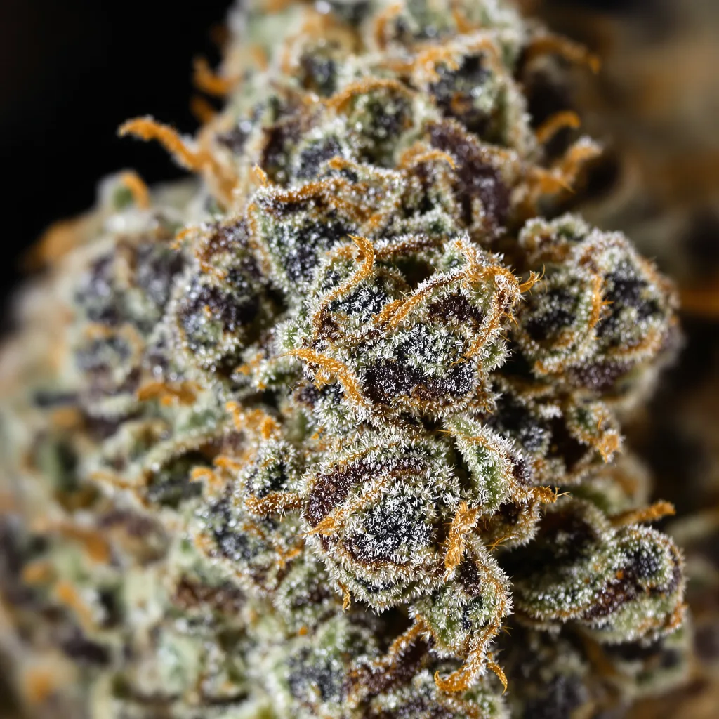 Gros plan de fleur de cannabis White Rhino montrant calices denses aux reflets violets