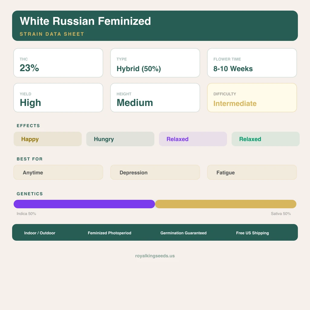 White Russian 50% indica / 50% sativa — fleur avec trichomes visibles