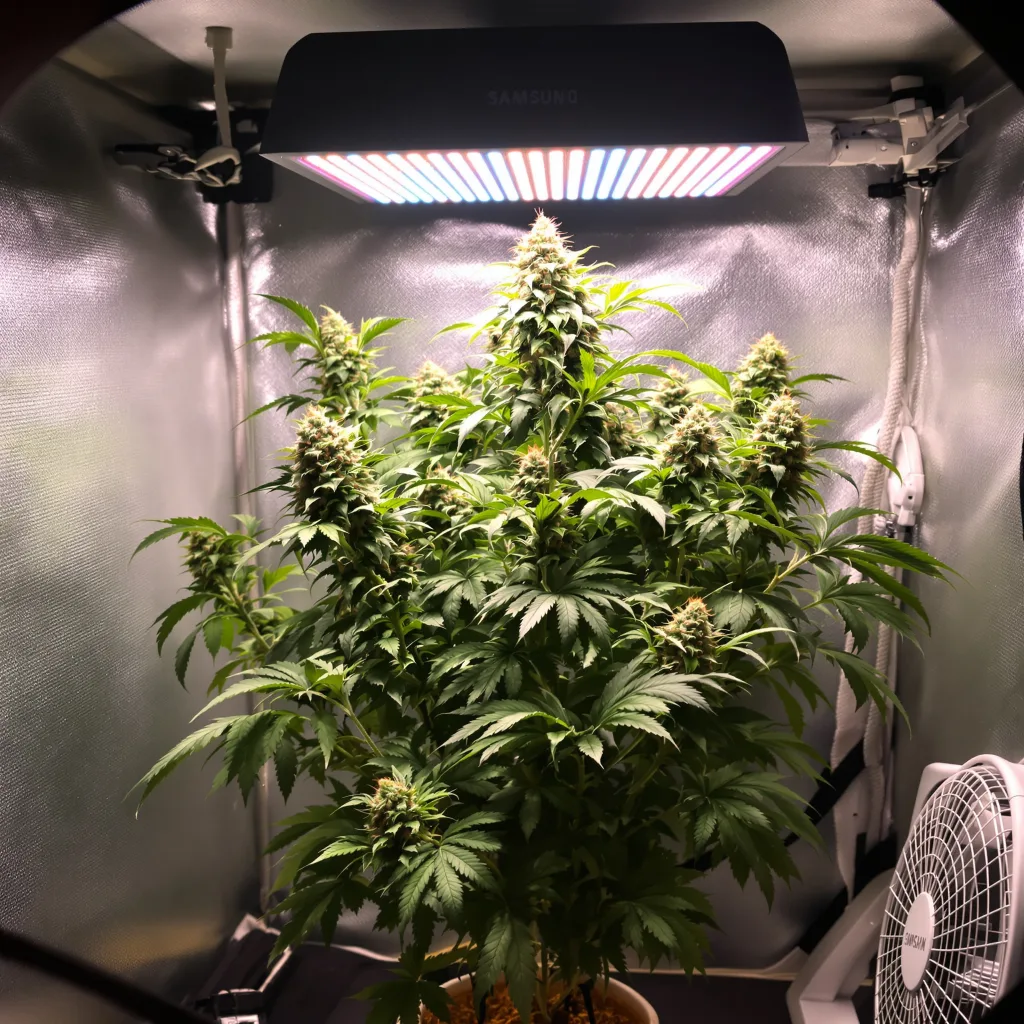 Plante de cannabis Wild Hog en floraison — 90-130 cm féminisée