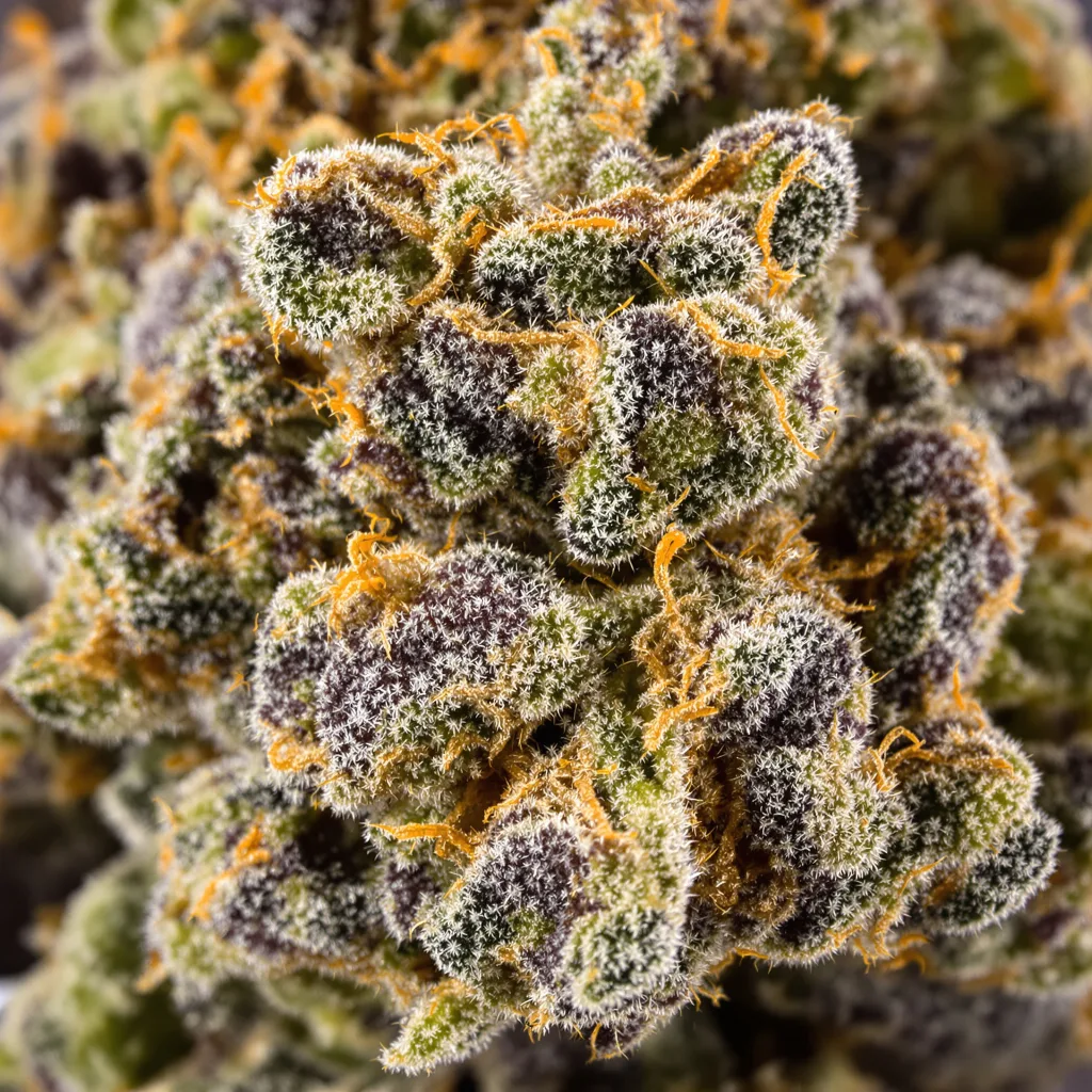 Gros plan de fleur de cannabis Wild Hog montrant calices denses aux reflets violets