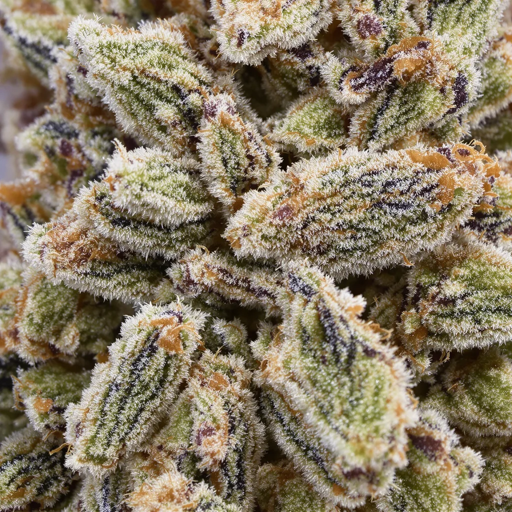 Gros plan de fleur de cannabis Wildberry montrant structure équilibrée avec trichomes givrés