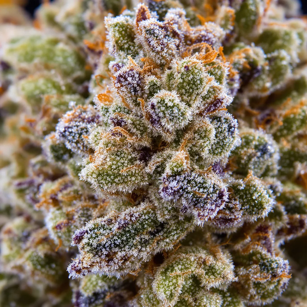 Gros plan de fleur de cannabis Wonder Woman montrant structure équilibrée avec trichomes givrés