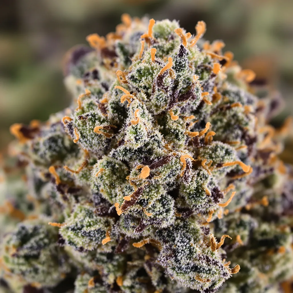 Gros plan de fleur de cannabis Woody Kush montrant calices denses aux reflets violets
