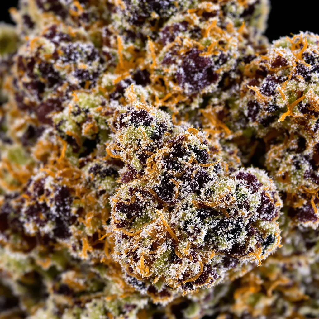 Gros plan de fleur de cannabis WSU montrant calices denses aux reflets violets