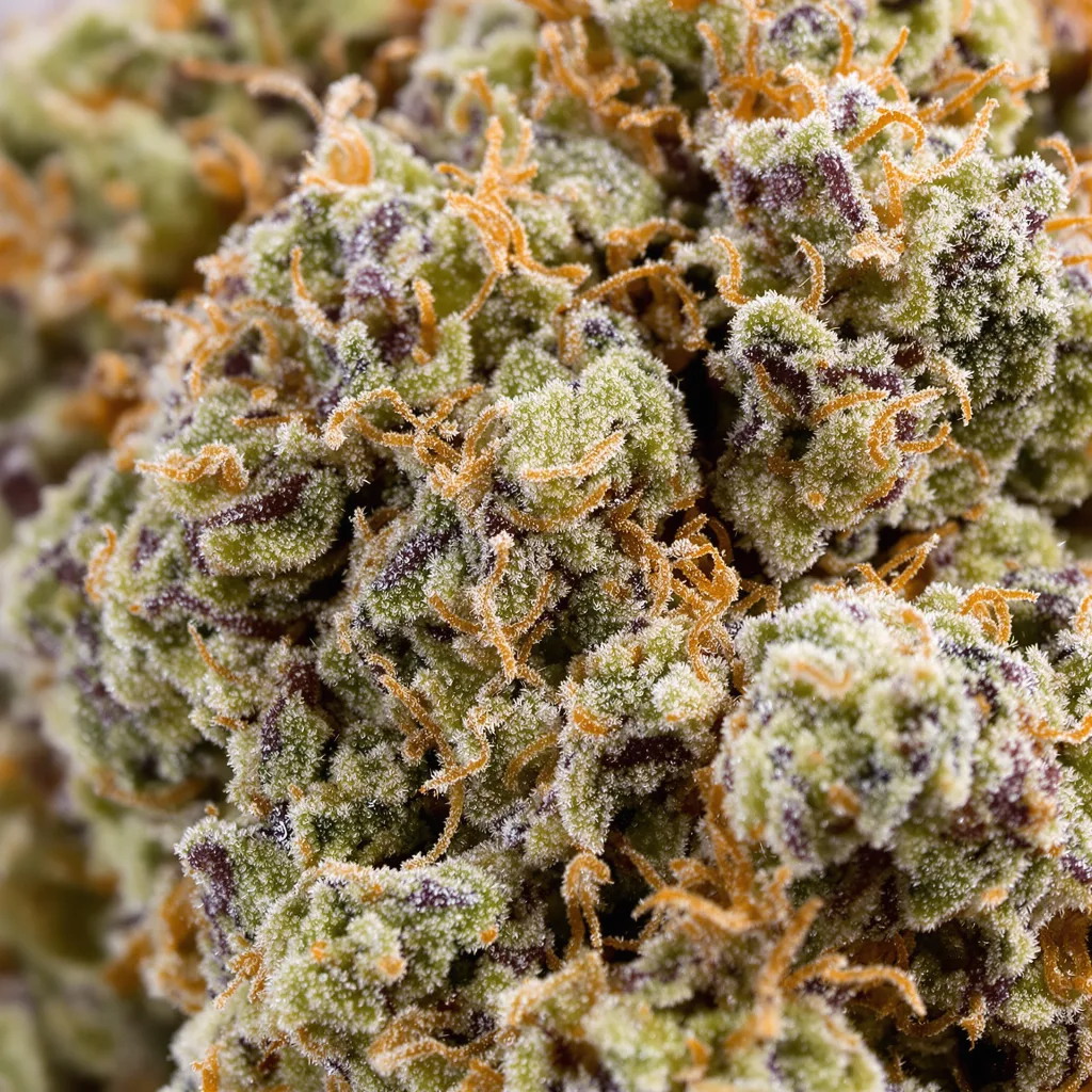 Gros plan de fleur de cannabis WTF montrant structure équilibrée avec trichomes givrés