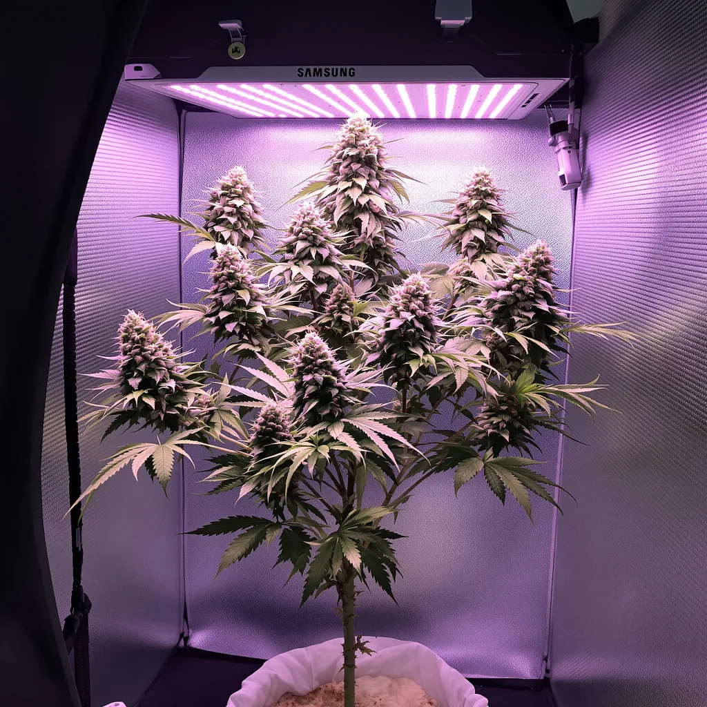 Plante de cannabis Zashimi en floraison — 120-180 cm féminisée