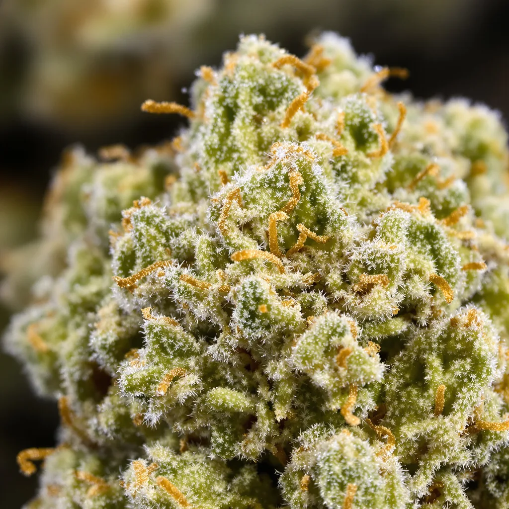 Gros plan de fleur de cannabis Zen CBD montrant fleur claire à faible résine