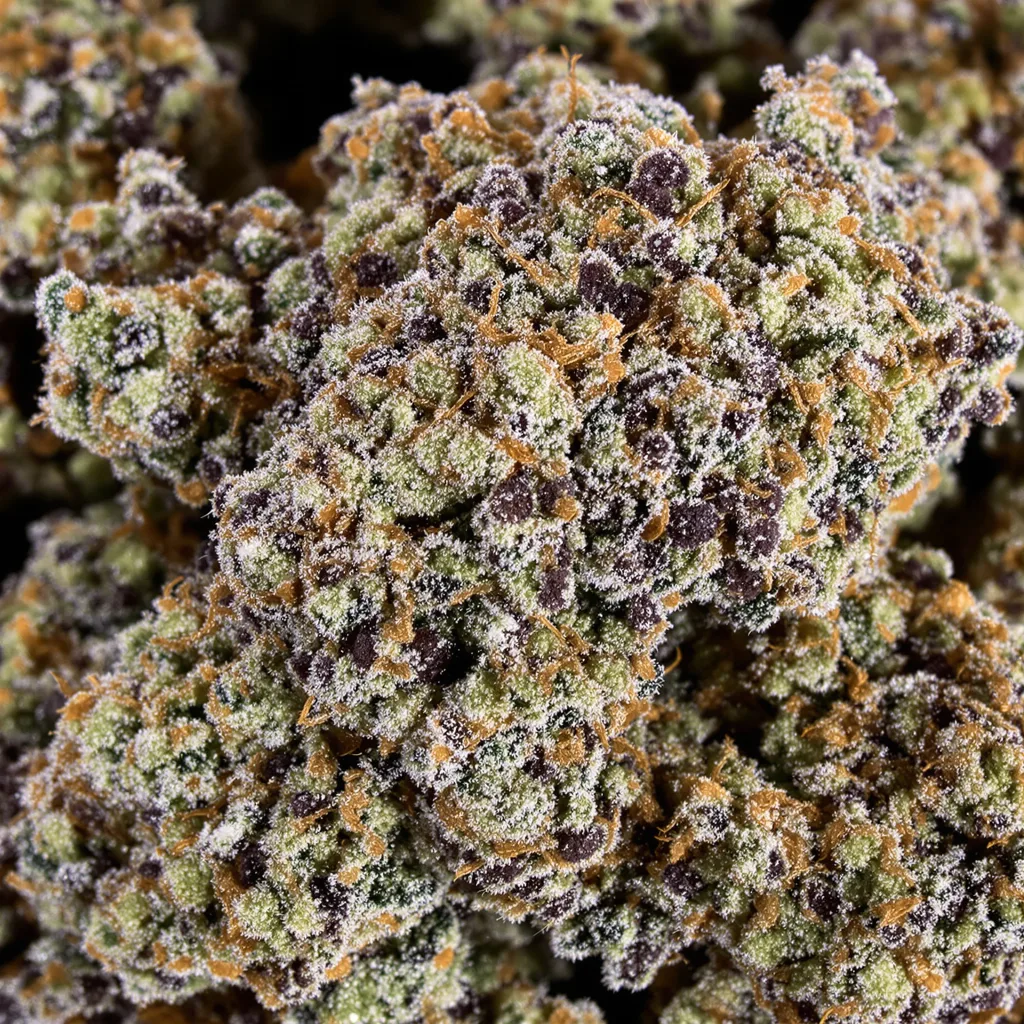 Gros plan de fleur de cannabis Zombie Kush montrant calices denses aux reflets violets