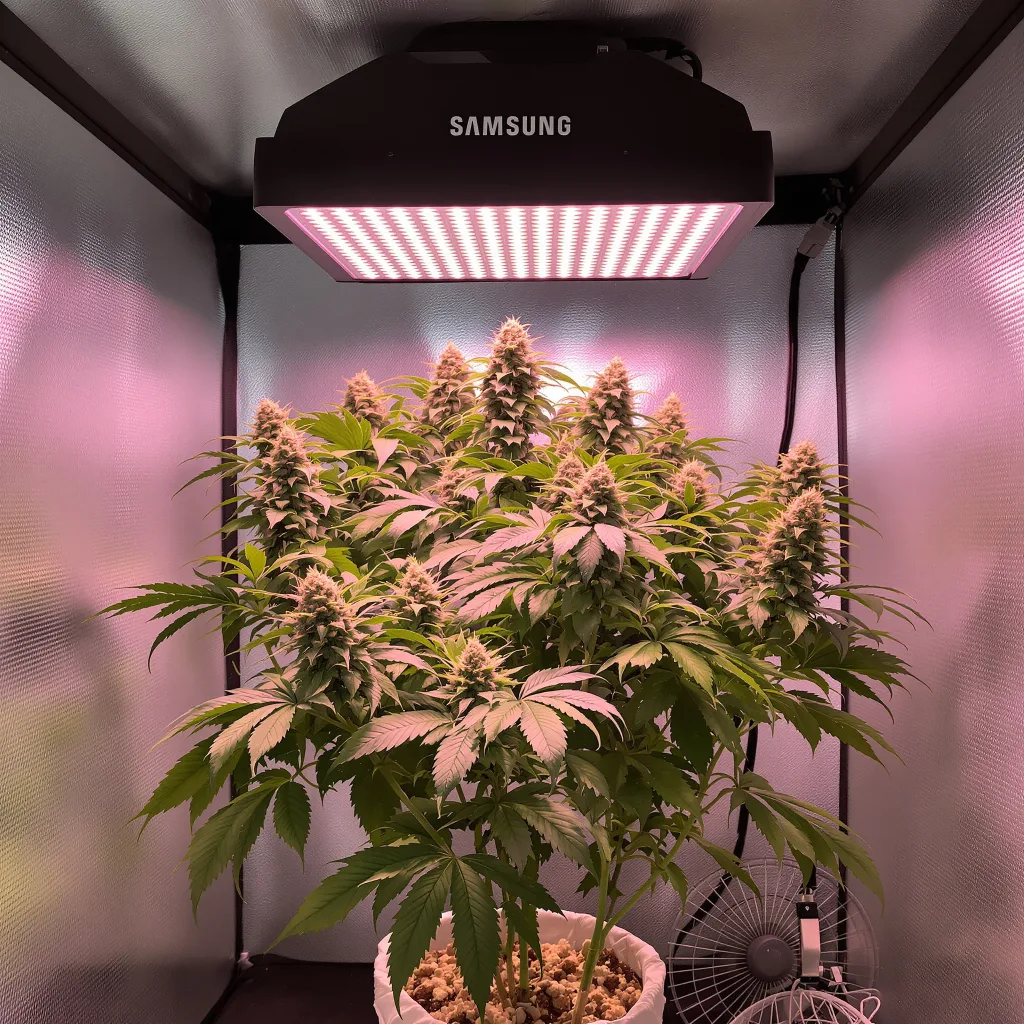 Plante de cannabis Zombie OG en floraison — 90-130 cm féminisée