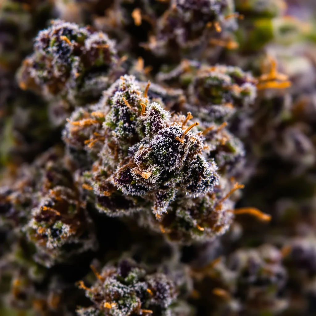 Gros plan de fleur de cannabis Zombie OG montrant calices denses aux reflets violets
